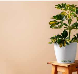 Plante-parapluie panachée