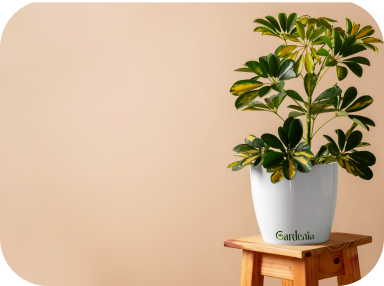 Plante-parapluie panachée